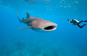 whaleshark