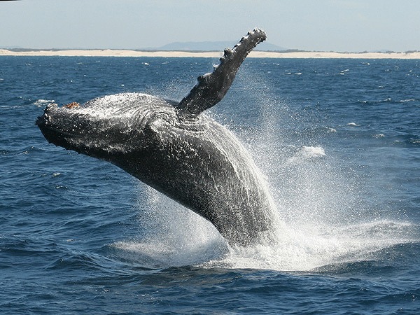 クジラ