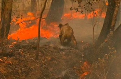 火事 オーストラリア 山 オーストラリアで森林火災が発生、350匹のコアラが大量死の可能性